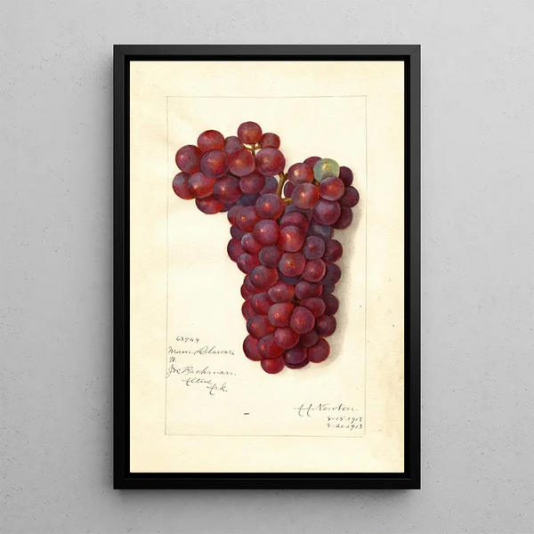 Reproduktion av målningen Vitis Mammoth Delaware - Amanda Almira Newton