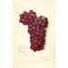 Reproduktion av målningen Vitis Mammoth Delaware - Amanda Almira Newton