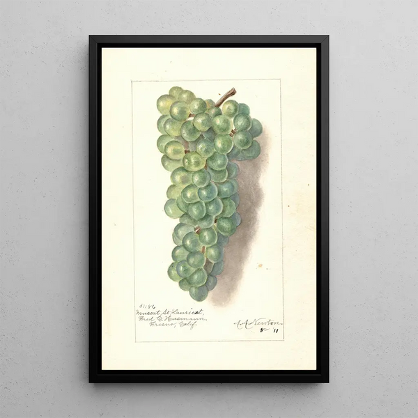 Reproduktion av målningen Vitis Muscat St - Amanda Almira Newton