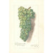 Reproduktion av målningen Vitis Muscat St - Amanda Almira Newton