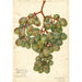 Vitis Muscat d'Alexandrie - Amanda Almira Newton — vy av konstverket