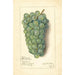 Vitis Niagara - Amanda Almira Newton — vy av konstverket