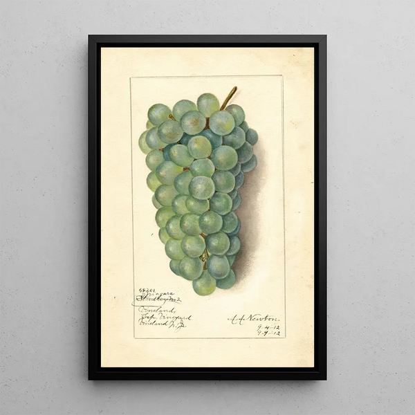 Vitis Niagara - Amanda Almira Newton — inramlat konstverk på väggen