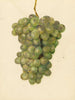 Vitis Ontario - Amanda Almira Newton — vy av konstverket