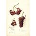 Vitis Panariti - Amanda Almira Newton — vy av konstverket