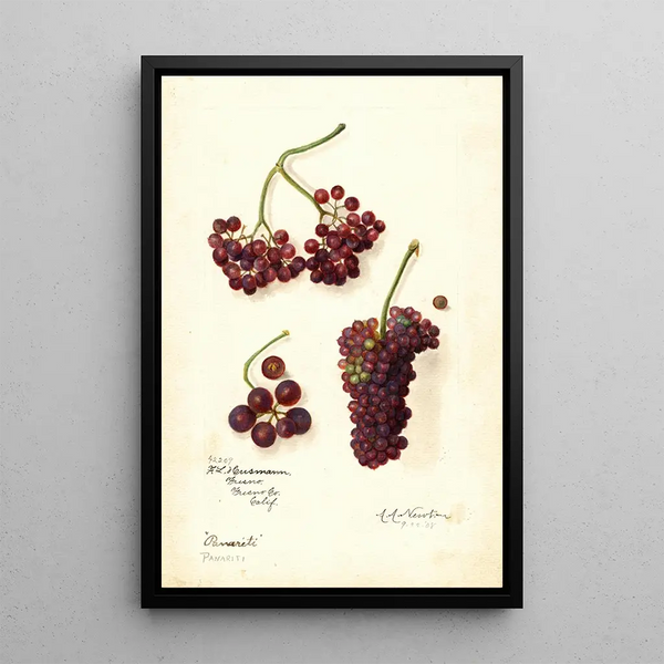 Vitis Panariti - Amanda Almira Newton — inramlat konstverk på väggen