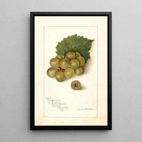 Vitis Scuppernong - Amanda Almira Newton — inramlat konstverk på väggen
