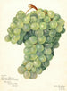 Vigne Servan Blanc - Amanda Almira Newton — vy av konstverket