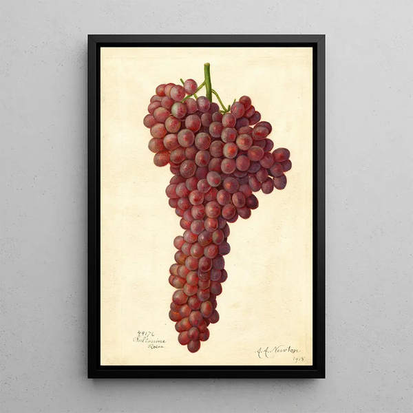 Reproduktion av målningen Vitis Sultanina Rosea - Amanda Almira Newton