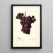 Reproduktion av målningen Vitis Sunrise - Amanda Almira Newton