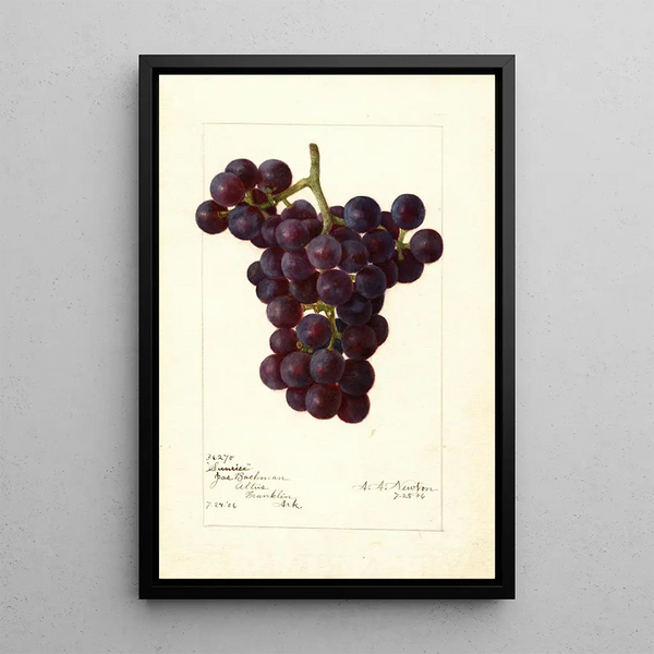 Reproduktion av målningen Vitis Sunrise - Amanda Almira Newton