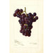 Reproduktion av målningen Vitis Sunrise - Amanda Almira Newton