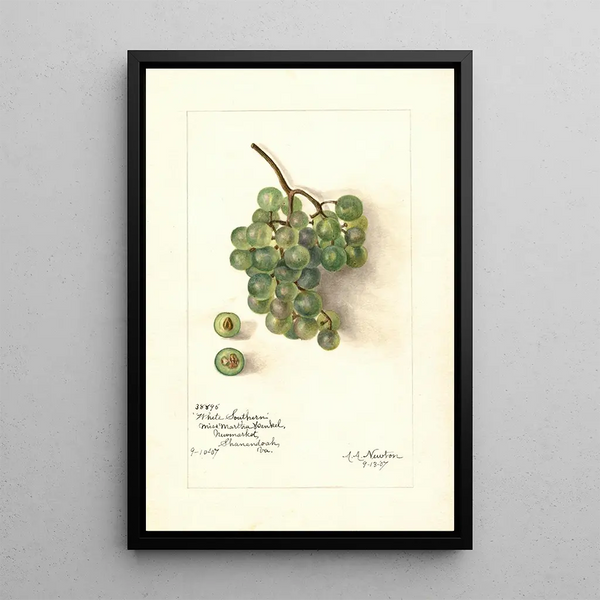 Reproduktion av målningen Vitis White Southern - Amanda Almira Newton