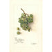 Reproduktion av målningen Vitis White Southern - Amanda Almira Newton