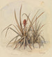 Ananas en fleurs - Ferdinand Keller — vy av konstverket