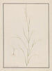 Tête d'Eragrostis - Andrew Fyfe — vy av konstverket