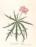 Jatropha Multifidis - Ann Lee — vy av konstverket