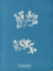 Achnanthes longipes parasit - Anna Atkins — vy av konstverket
