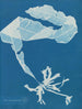 Alaria esculenta - Anna Atkins — vy av konstverket