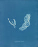 Asperococcus turneri - Anna Atkins — vy av konstverket