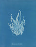 Asperococcus echinatus - Anna Atkins — vy av konstverket