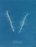 Asperococcus minor - Anna Atkins — vy av konstverket
