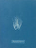 Bangia fuscopurpurea - Anna Atkins — vy av konstverket