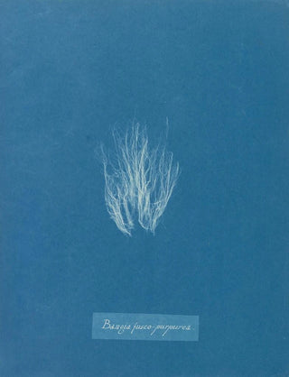 Anna Atkins - Bangia fuscopurpurea.webp