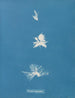Bryopsis hypnoides - Anna Atkins — vy av konstverket