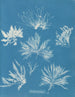 Bryopsis plumosa - Anna Atkins — vy av konstverket