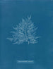 Rose de Callithamnion - Anna Atkins — vy av konstverket