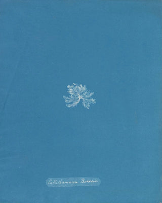 Anna Atkins - Callithamnion Borreri.webp