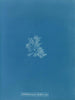 Callithamnion hookeri var. - Anna Atkins — vy av konstverket