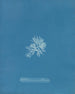 Callithamnion gracillimum - Anna Atkins — vy av konstverket