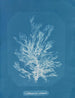 Callithamnion plumula - Anna Atkins — vy av konstverket