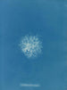 Callithamnion roseum - Anna Atkins — vy av konstverket