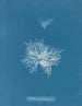 Callithamnion tetragonum - Anna Atkins — vy av konstverket