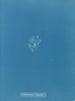Callithamnion thuyoides - Anna Atkins — vy av konstverket