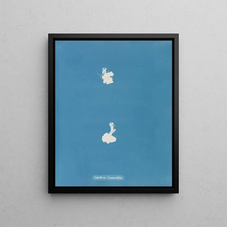 Anna Atkins - Calothrix Cresswelliae.webp