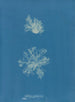 Calothrix confervicola - Anna Atkins — vy av konstverket