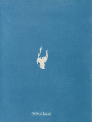 Anna Atkins - Calothrix distorta.webp