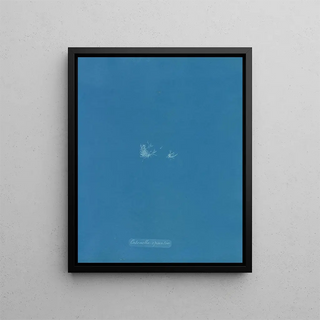 Anna Atkins - Catenella opuntia.webp