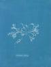 keramisk cilié - Anna Atkins — vy av konstverket