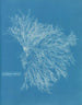 Céramique rouge - Anna Atkins — vy av konstverket