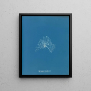 Anna Atkins - Ceramium strictum.webp
