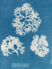 krispig snäcka - Anna Atkins — vy av konstverket