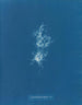 Chondrus crispus var. - Anna Atkins — vy av konstverket