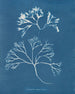 bröstbrosk - Anna Atkins — vy av konstverket