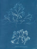 Chondrus membranifolius - Anna Atkins — vy av konstverket