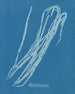 Chorda lomentaria - Anna Atkins — vy av konstverket